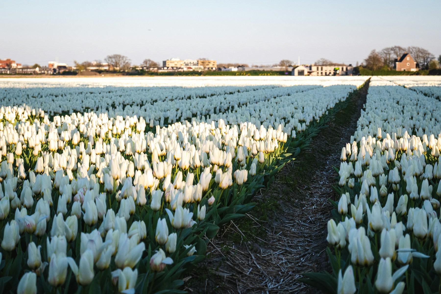 Bollenveld bij Noordwijk